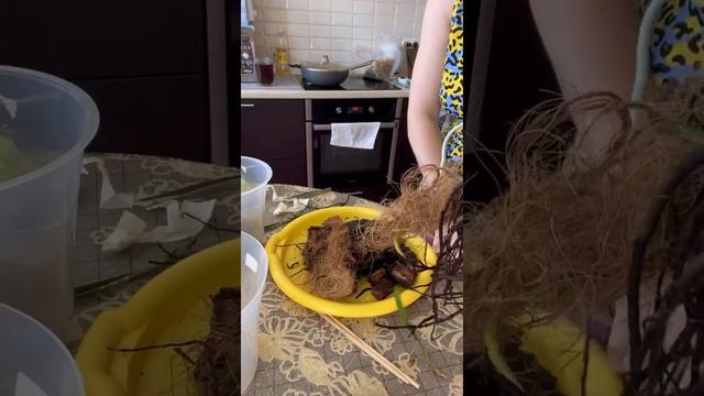 Ванда. Кора или воздух. Стекло или двойной горшок. смотреть онлайн