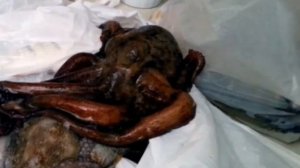 Купили живого осьминого