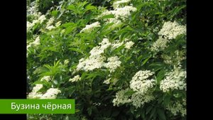 Бузина чёрная - лечебные свойства / Захар Травник