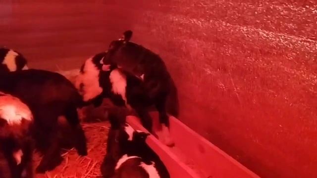 Ягнята - помесь дорпера с романовской породой смотреть онлайн