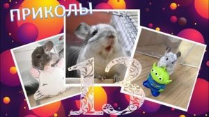 Лучшие приколы про ШИНШИЛЛ! Смешные ШИНШИЛЛЫ! Funny chinchillas❤#13