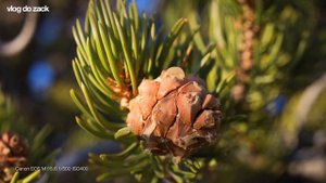 Canon EF-S 35mm f/2.8 Macro IS STM