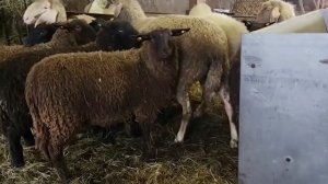 БАРАНЫ Бергсчаф и Юршаф из АВСТРИИ! Разведение домашних баранов и овец! Овцеводство