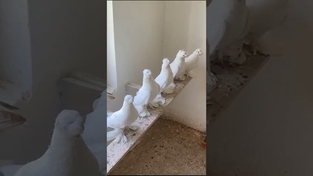 ЛУЧШИЕ ГОЛУБИ В МИРЕ **2 Часть** Узбекские двухчубые голуби. Tauben. Pigeons смотреть онлайн