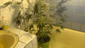 В съемной квартире вырастили коноплю