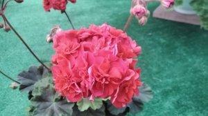 #443. Новинка украинской селлекции ЛиА Марцелина!