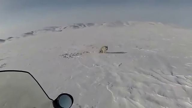 идет охота на волка... смотреть онлайн