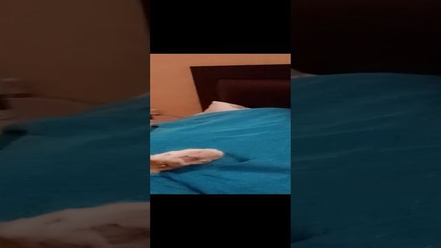 спокойной ночи ?