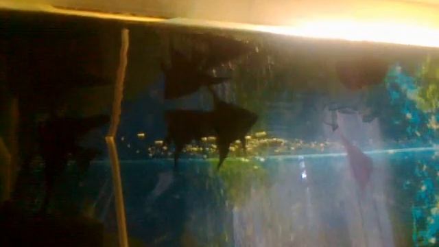 Кот пьет воду из аквариума))) смотреть онлайн