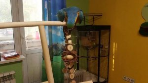 Попугай ара и кубинский амазон вместе гуляют