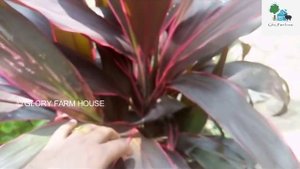 Cordyline Fruticosa - Ti Plant Care in Malayalam | Cabbage Tree Plant | Glory Farm House |