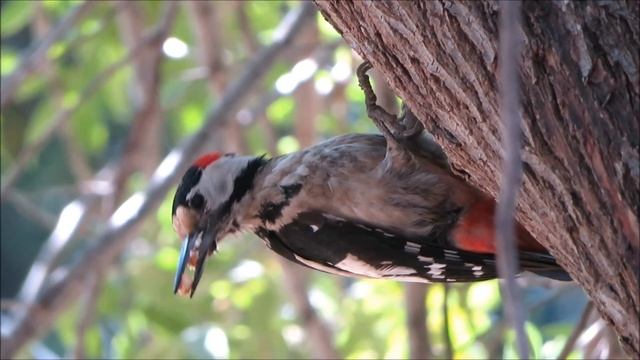 2021 15 05 СИРИЙСКИЙ ДЯТЕЛ ОТЕЦ КОРМИТ ПТЕНЦОВ В ПРОШЛОГОДНЕМ ГНЕЗДЕ. смотреть онлайн