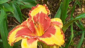 лилейник LEDGEWOOD'S FIRECRACKER