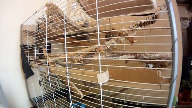 Наши соседи. Чилийские белки- Дегу смотреть онлайн