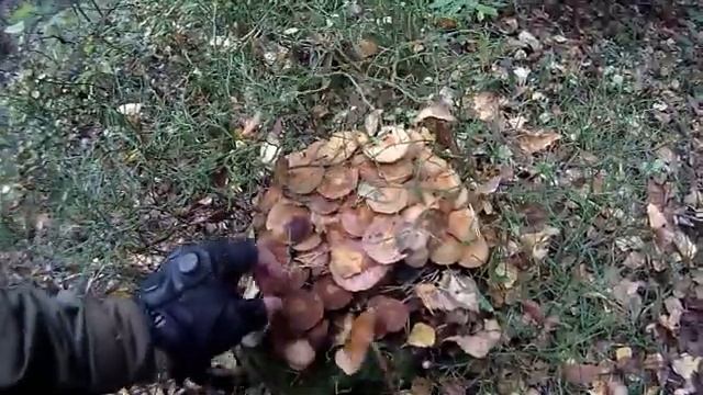 Осень в лесу, ложные и съедобные опята