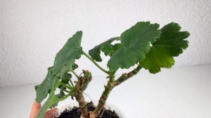 Geraniums pelargonium klaarmaken en overwinteren