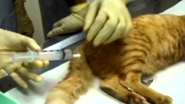 Кошку принесли на эвтаназию. Когда ветеринар осмотрел её, то сразу выгнал хозяев из клиники смотреть онлайн