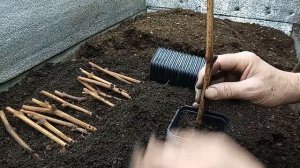 Как правильно посадить черенок в горшок