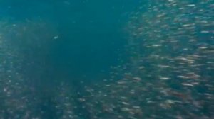 Oceans - Accompanying dolphins - Galatée Films 2009 | ESA