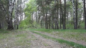 Обзор irbis GS 150 спустя 4 года пользования