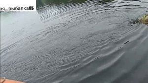 Трофейная щука!