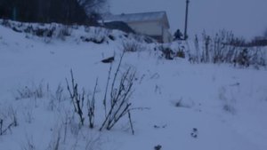 снегоход динго Т 150 по горкам