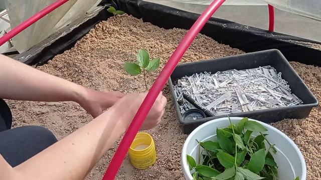 Черенкование клематисов.