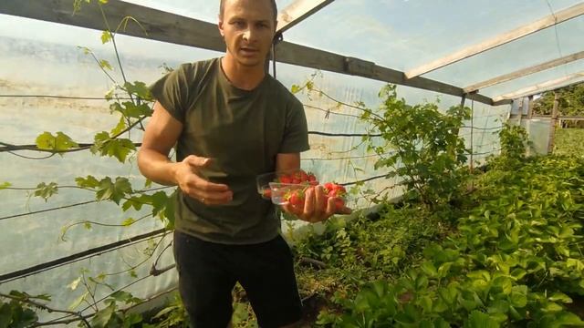 Как быстро калибровать клубнику при сборе. 4 сбор клубники Клери.