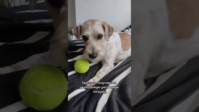 Почему важно играть с собакой? #собака #дрессировка смотреть онлайн