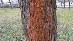 Ржавые пятна на деревьях и кустах. Что делать?