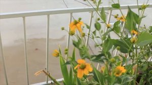 Rudbeckia Hirta (irish eyes) Growing Guide, Harvesting, Fertilizing & Vase Life Tips ~ Ep 115