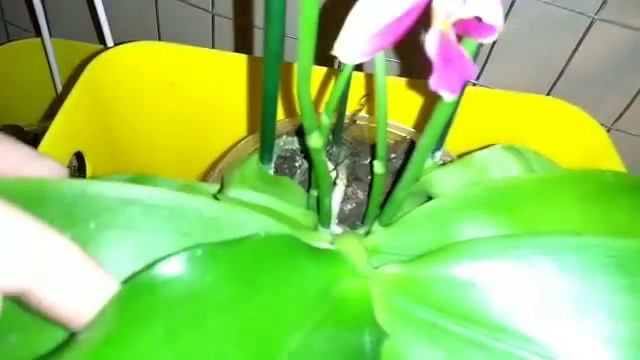 вот так быстро появилась орхидея?♀??♀Phalenopsis #Liodora #Леодора #Лиодоро