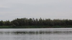 Скопа. Ловит рыбу на карьере.