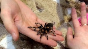 НАШ ПЕРВЫЙ ПАУК / ПОКУПКИ С РЕПТИЛИУМА 2019 / ПАУК-ПТИЦЕЕД BRACHYPELMA SMITHI / ВАШИ КОММЕНТАРИИ !!