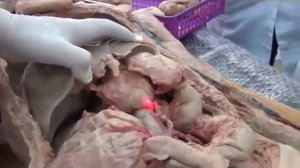 Строение желудочно-кишечного тракта