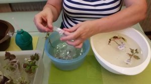 КОЛЕУСЫ. ПОСЫЛКА С ЧЕРЕНКАМИ. ЧАСТЬ 2