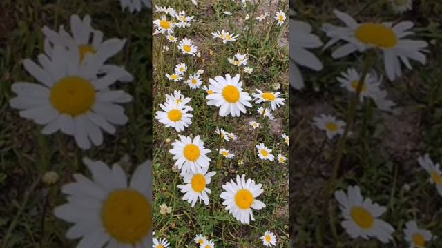 407 Сон о восхищении 18 .06.21 смотреть онлайн