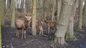 Wildgehege Hildburghausen /Thüringen