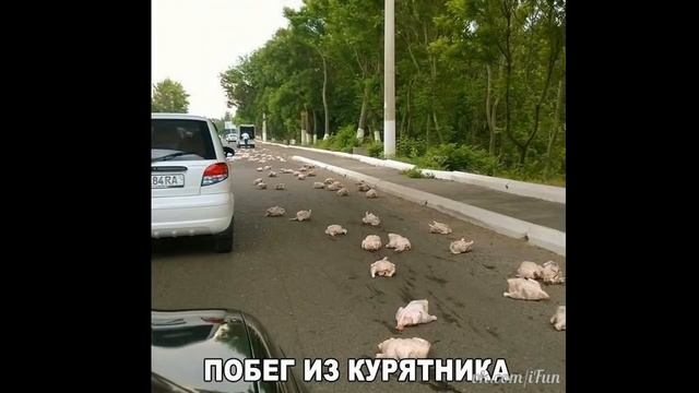 Лютые приколы. Кто ты из СМЕШАРИКОВ ? смотреть онлайн