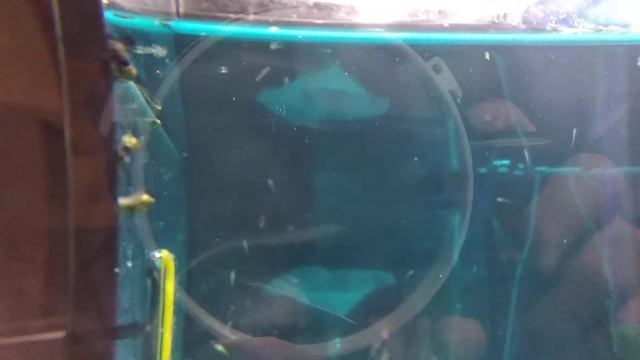 1000 мальков тернеции glofish 5 день смотреть онлайн