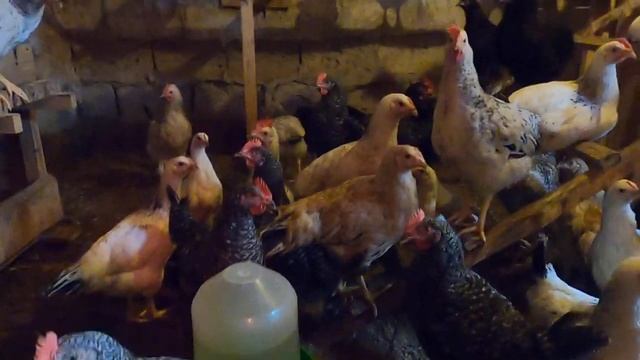 Проблемы с индюшатами. Жизнь в деревне. смотреть онлайн