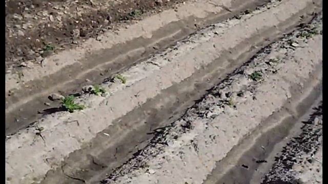 Боронование  картофеля сетчатой бороной  и рыхление междурядий после  сильного дождя.