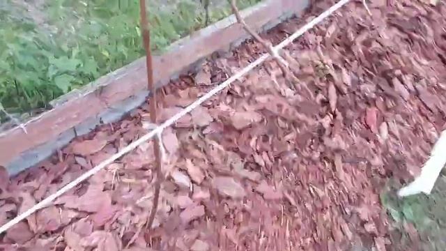 МУЛЬЧИРУЮ ПОЧВУ ПОД ВИНОГРАДОМ.