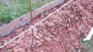 МУЛЬЧИРУЮ ПОЧВУ ПОД ВИНОГРАДОМ.