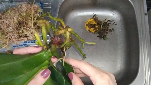 ГНИЮТ КОРНИ У ОРХИДЕИ | Пересадка синей орхидеи реанимашки смотреть онлайн