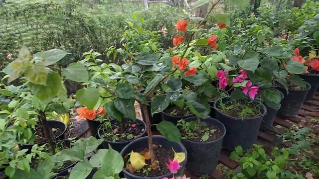 Bougainvillea ( FLOR DA PRIMAVERA) смотреть онлайн