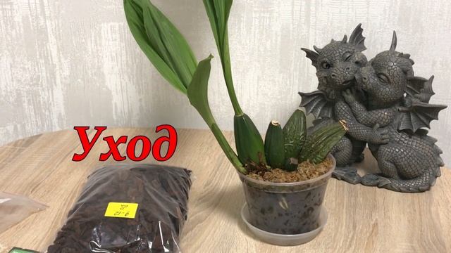 Орхидея ликаста - Lycaste Kiamа Miss Kobe x Lyc. Chita Sunset