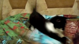 Кошка сошла с ума _ Ржу не могу! _ Crazy cat