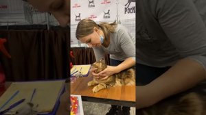 Норвежский лесной кот