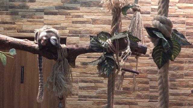 Обыкновенная Игрунка смотреть онлайн